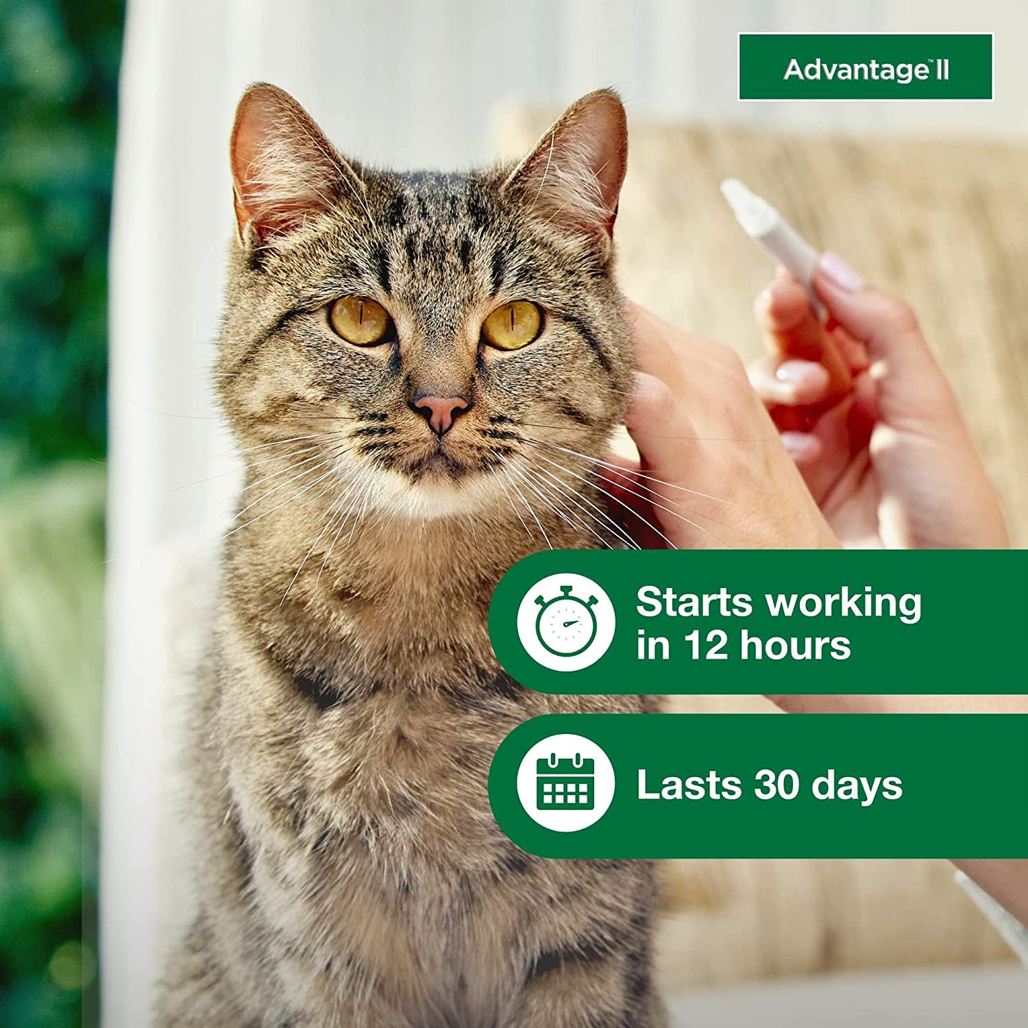 II Large Cat Vet-Recommended Flea Treatment & Prevention